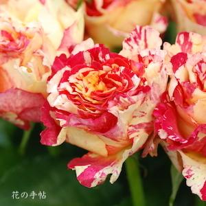 バラ　マンゲキョウ（万華鏡）｜花の手帖のバラ図鑑