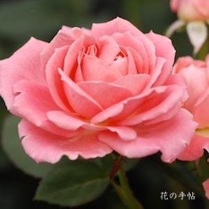 バラ　マニキュア（Manicure）｜花の手帖のバラ図鑑