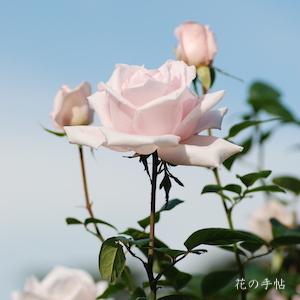 バラ　メルヘンケニギン（Marchenkonigin）｜花の手帖のバラ図鑑