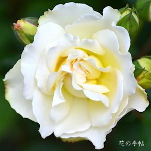 バラ　マリー マーキュリー IYC2011｜花の手帖のバラ図鑑