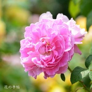 バラ　メアリーローズ（Mary Rose）｜花の手帖のバラ図鑑