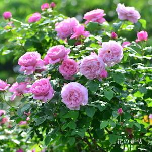 バラ　メアリーローズ（Mary Rose）｜花の手帖のバラ図鑑