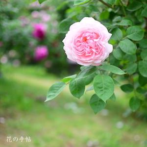 バラ　マサコ／エグランティーヌ（Masako／Eglantyne）｜花の手帖のバラ図鑑