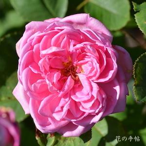 バラ　マグレディーズピンク（McGredy's Pink）｜花の手帖のバラ図鑑
