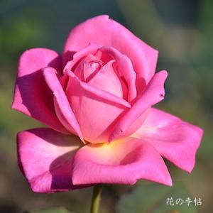 バラ　マグレディーズピンク（McGredy's Pink）｜花の手帖のバラ図鑑
