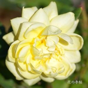 バラ　マグレディース イエロー（McGredy's Yellow）｜花の手帖のバラ図鑑