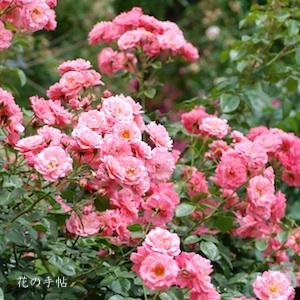 バラ　マイン ショーナー ガルテン（Mein Schoner Garten）｜花の手帖のバラ図鑑