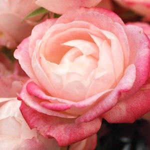 バラ　メモリア｜花の手帖のバラ図鑑