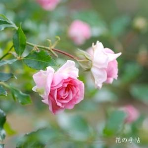 バラ　メンデルスゾーン（Mendelssohn）｜花の手帖のバラ図鑑