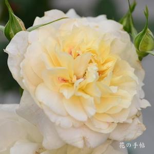 バラ　ミコルフォンターナ｜花の手帖のバラ図鑑