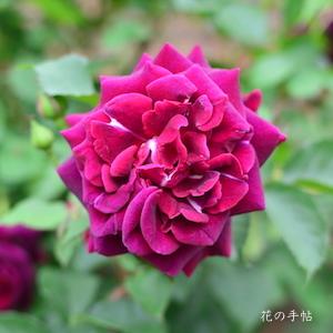 バラ　みかも（Mikamo）｜花の手帖のバラ図鑑