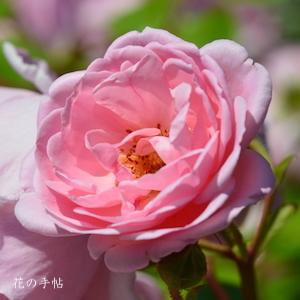 バラ　ミルローズ（Milrose）｜花の手帖のバラ図鑑