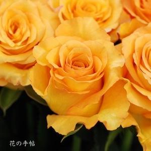 バラ　ミルバゴールド｜花の手帖のバラ図鑑