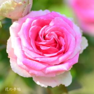 バラ　ミミ エデン（Mimi Eden）｜花の手帖のバラ図鑑