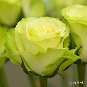 バラ　ミント ティー（Mint Tea）｜花の手帖のバラ図鑑