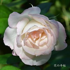 バラ　ミサキ（美咲）｜花の手帖のバラ図鑑