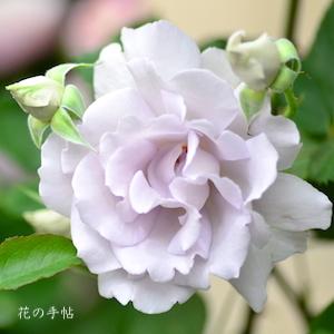 バラ　ミスティ パープル（Misty Purple）｜花の手帖のバラ図鑑