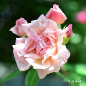 バラ　マダム ラ プリンセス ドゥ ラジウエル｜花の手帖のバラ図鑑