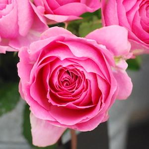 バラ　エム マリー アントワネット（M-Marie Antoinette）｜花の手帖のバラ図鑑