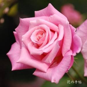 バラ　モモカ（桃香）｜花の手帖のバラ図鑑