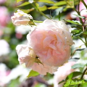 バラ　モーデンブラッシュ｜花の手帖のバラ図鑑