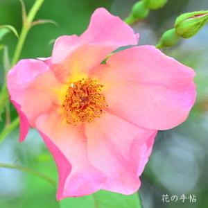バラ モーニングミスト（Morning Mist）｜花の手帖のバラ図鑑