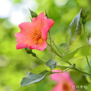 バラ モーニングミスト（Morning Mist）｜花の手帖のバラ図鑑
