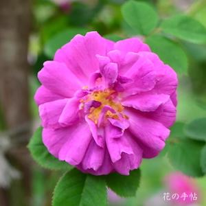 バラ　ムソードヤーポン（Mousseux du Japon）｜花の手帖のバラ図鑑