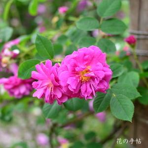 バラ　ムソードヤーポン（Mousseux du Japon）｜花の手帖のバラ図鑑