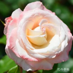 バラ　ミスター ローズ（Mr. Rose）｜花の手帖のバラ図鑑