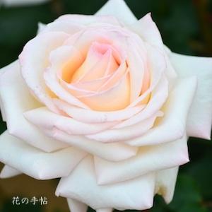 バラ　ミスター ローズ（Mr. Rose）｜花の手帖のバラ図鑑