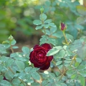 バラ　ムンステッドウッド（Munstead Wood）｜花の手帖のバラ図鑑
