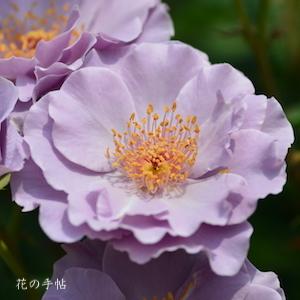 バラ　ムラサキノソノ（紫の園）｜花の手帖のバラ図鑑