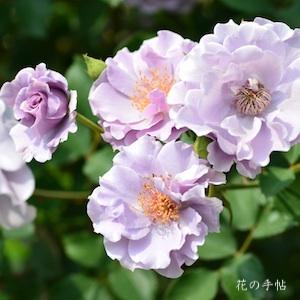 バラ　ムラサキノソノ（紫の園）｜花の手帖のバラ図鑑