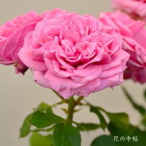 バラ　マイディア｜花の手帖のバラ図鑑