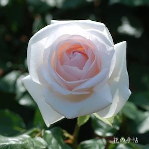 バラ　マイ ガーデン（My Garden）｜花の手帖のバラ図鑑