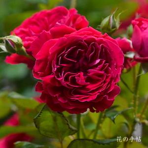 バラ　マイローズ（My Rose）｜花の手帖のバラ図鑑