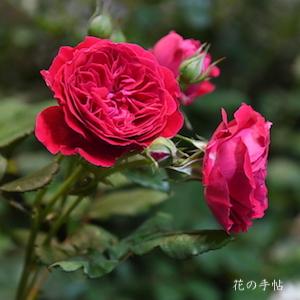 バラ　マイローズ（My Rose）｜花の手帖のバラ図鑑