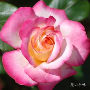 バラ　マイルージュ（My Rouge）｜花の手帖のバラ図鑑