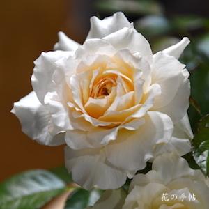 バラ　ナディーヌエクセラリッシ｜花の手帖のバラ図鑑