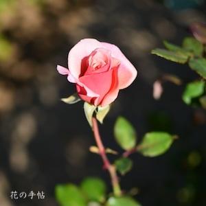 バラ　ネムロノアサ｜花の手帖のバラ図鑑