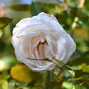 バラ　ネムロノアサ｜花の手帖のバラ図鑑