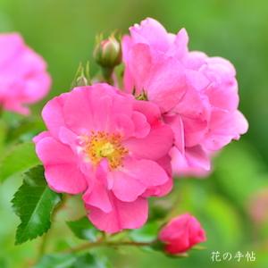 バラ　ネオン｜花の手帖のバラ図鑑