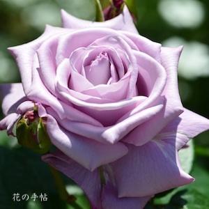 バラ　ネプチューン｜花の手帖のバラ図鑑
