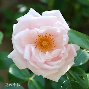 バラ ニュードーン｜花の手帖の薔薇図鑑