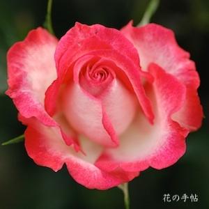 バラ ニューハーフ｜フローリストローズ｜2500品種の薔薇を作出者 
