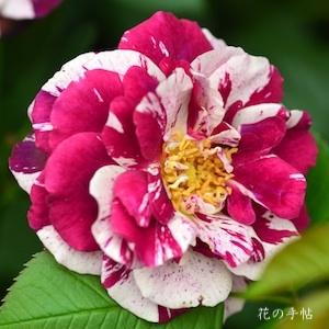 バラ　ニューイマジン｜花の手帖のバラ図鑑