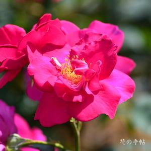 バラ　ニュース（News）｜花の手帖のバラ図鑑