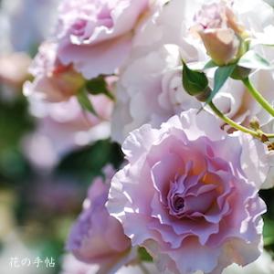 バラ　ニュー ウェーブ（New Wave）｜花の手帖のバラ図鑑