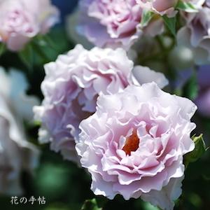 バラ　ニュー ウェーブ（New Wave）｜花の手帖のバラ図鑑